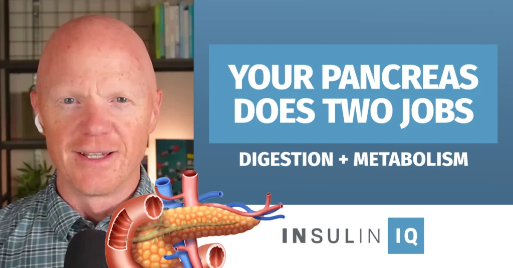 Pancreas endocrine vs exocrine — how it controls blood sugar and digestion